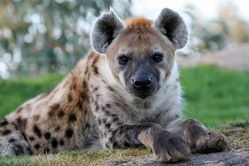  Gevlekte hyena © erllre
