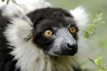 White-collared lemur