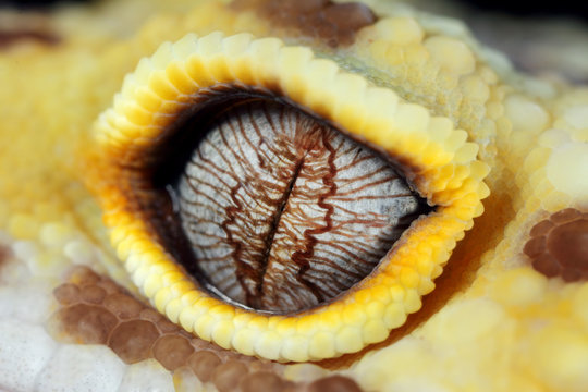 Leopard Gecko Eye