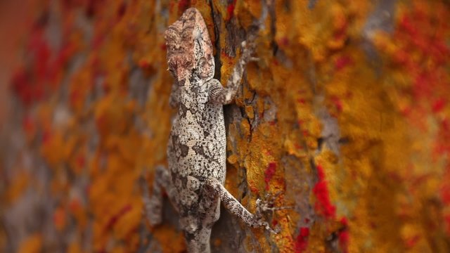 Lizard Hunting Insect