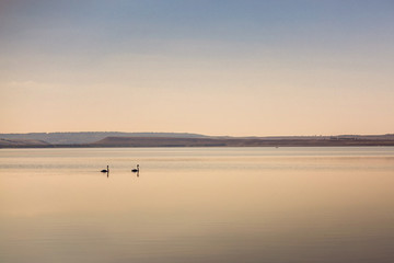 Fototapeta premium Two swans on water