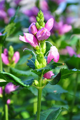 Schlangenkopf (Chelone obliqua)