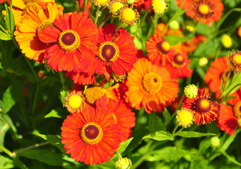 Sonnenbraut (Helenium)