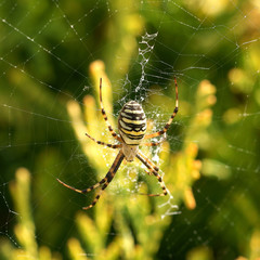 Spider in the garden