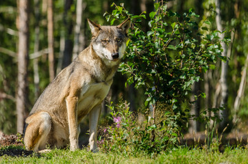 Gray wolf sitting in a forest in summer time