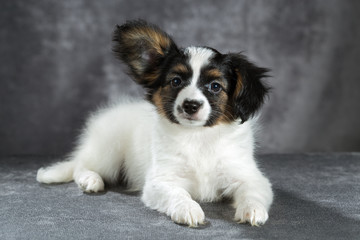 Portrait of a cute puppy breed papillon