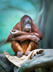 Portrait d& 39 orang-outan femelle