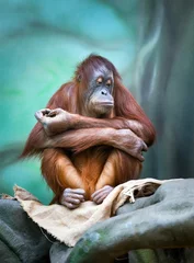 Deurstickers Turquoise Portret van een vrouwelijke orang-oetan