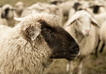 sheep