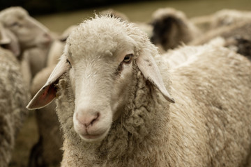 sheep