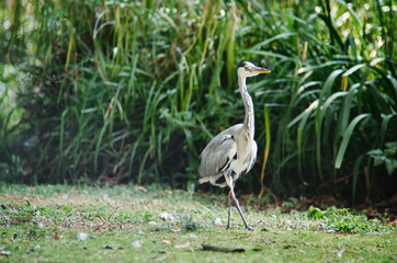 Heron closeup portrait on green plants background