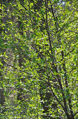 Fototapeta na wymiar Green abundance, fresh new leaves on a bush in spring sunlight.