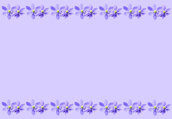 Purple spring background frame with hepatica nobilis liverwort flowers