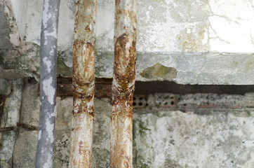 Fungal mold pipes old time