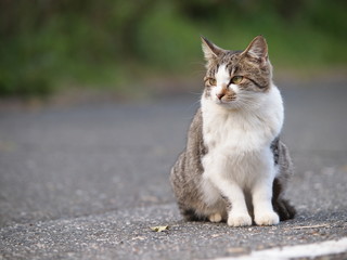 路上の猫