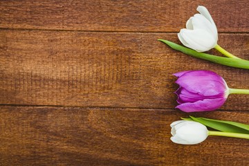 Few purple and white flowers