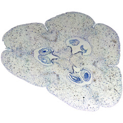 Lily ovary micrograph © Claudio Divizia