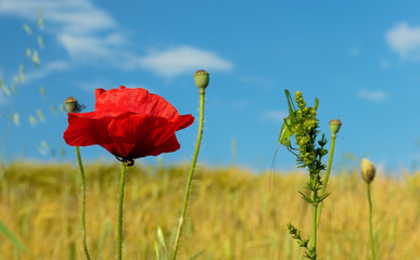 Poopy and grasshopper