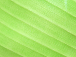 Detail of Green leaf texture background