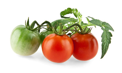 tomatoes