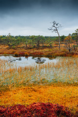 Swamp Kakerdaja in Estonia