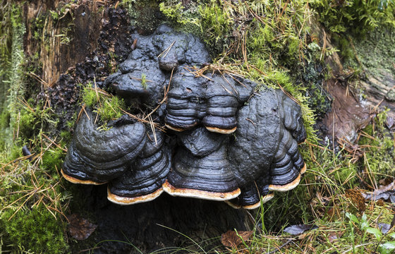 A large group of black polypores (Fomitopsis pinicola)