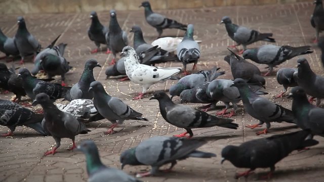 Pigeons Feeding On The Square