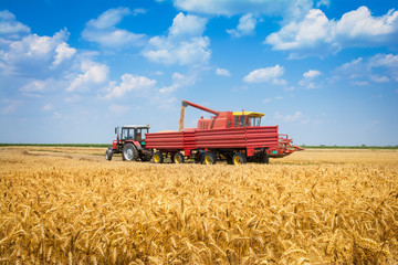 Fototapeta premium Harvest machine loading seeds in to trailer
