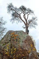 The Monrepos Park in Vyborg in autumn.A dead pine tree behind the big stone
