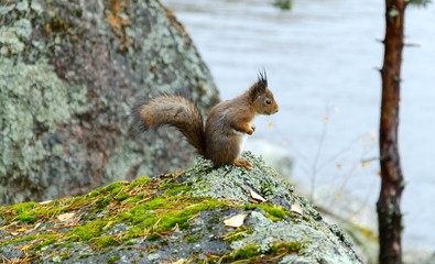 The Monrepos Park in Vyborg in autumn.A squirrel sitting on the rock