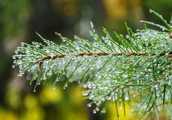 The Monrepos Park in Vyborg in autumn.A view of pine branch with many little water drops on it