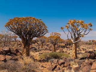 Quiver tree forest