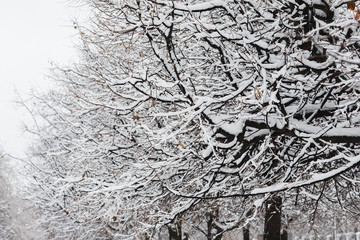 Trees and shrubs in the snow
