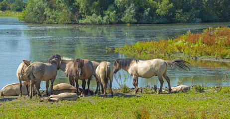 Obraz premium Herd of horses along the shore of a lake in summer