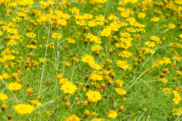 Yellow flowers field