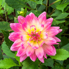 Obraz premium Beautiful pink dahlia at the garden