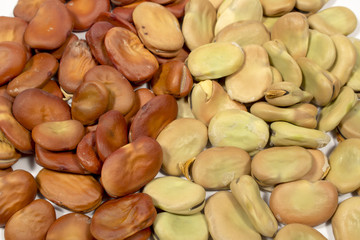 Close-up of dry seeds of fava beans of different years,  brown and green