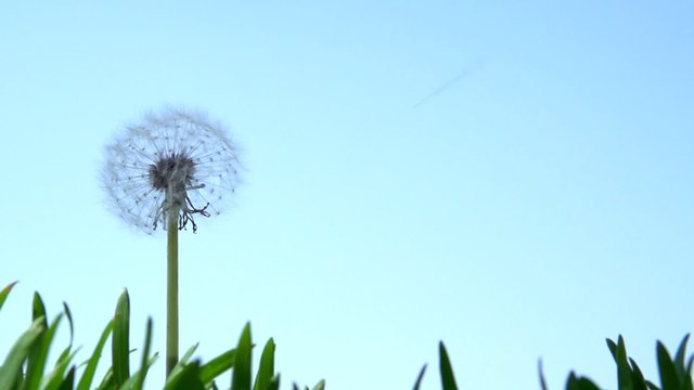 The wind blows away dandelion seeds. Slow motion 240 fps. 