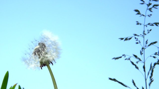 The wind blows away dandelion seeds. Slow motion 240 fps. 