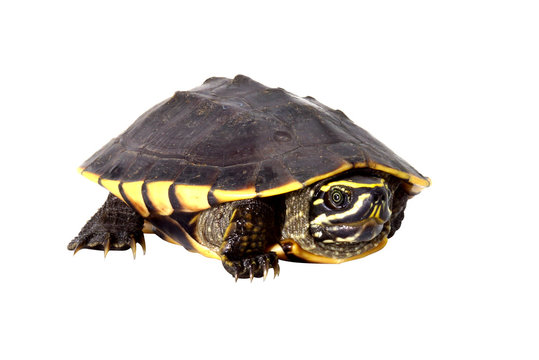 Snail-eating turtle on white background (Malayemys macrocephala)