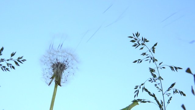Dandelion seeds blown up by the wind. Slow motion 240 fps. 