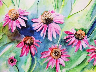 Blüten vom Sonnenhut, Aquarell