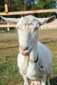 Goat, close-up portrait. Courtyard. sunny day