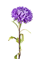 Fototapeta premium flowers