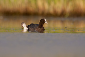 Eurasian coot, Fulica atra