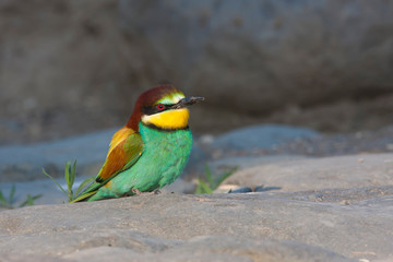 European bee-eater, Merops apiaster