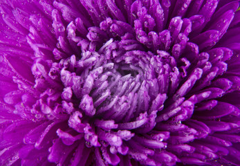 Floral background of pink flower petals with water drops