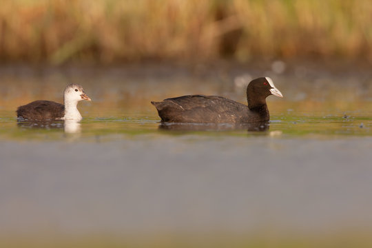 Eurasian coot, Fulica atra