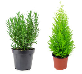 Rosemary and cypress