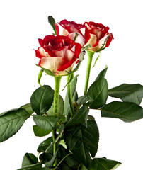 Obraz premium red rose